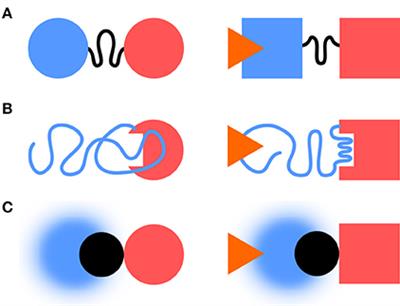 Intramolecular Fuzzy Interactions Involving Intrinsically Disordered Domains